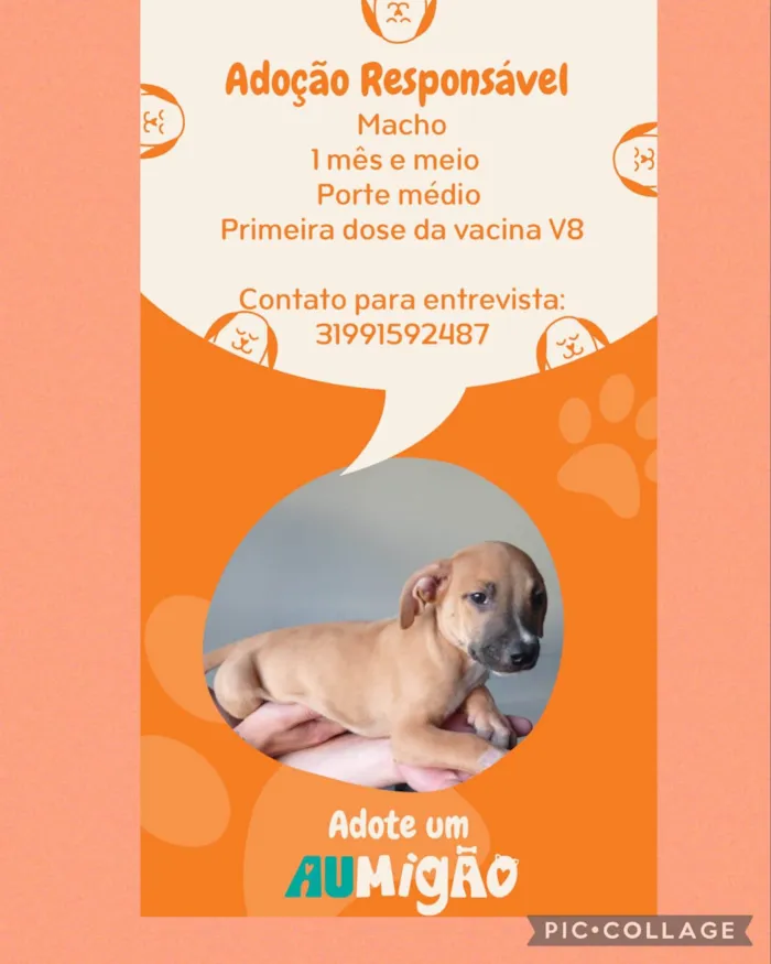 Cachorro ra a SRD-ViraLata idade 2 a 6 meses nome Eros