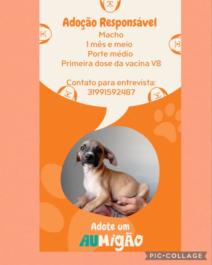 Cachorro raça SRD-ViraLata idade 2 a 6 meses nome Bolt