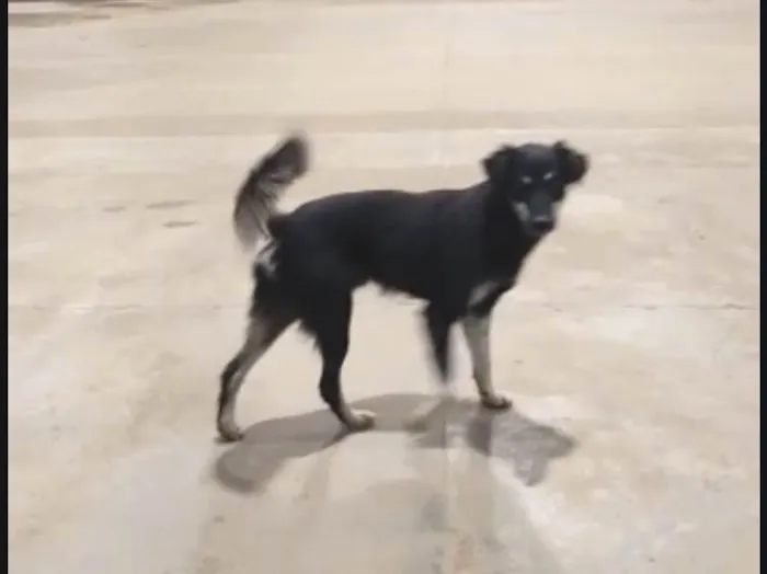 Cachorro ra a SRD-ViraLata idade 1 ano nome Kiko