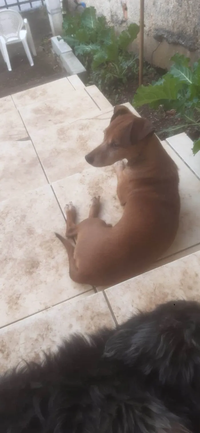 Cachorro raça Não definida idade 6 ou mais anos nome Odye e max
