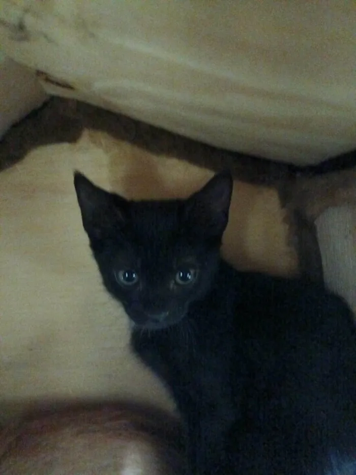 Gato ra a SRD-ViraLata idade 2 a 6 meses nome Carla e Carlito