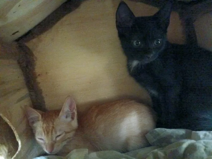 Gato ra a SRD-ViraLata idade 2 a 6 meses nome Carla e Carlito