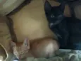 Carla e Carlito