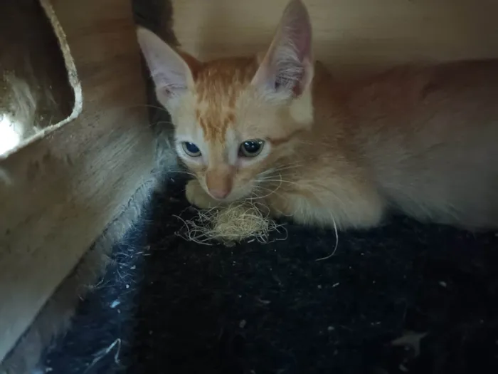 Gato ra a SRD-ViraLata idade 2 a 6 meses nome Carla e Carlito