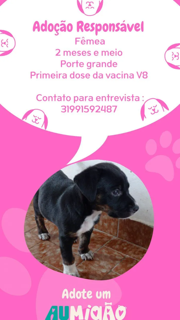 Cachorro raça SRD-ViraLata idade 2 a 6 meses nome Nina