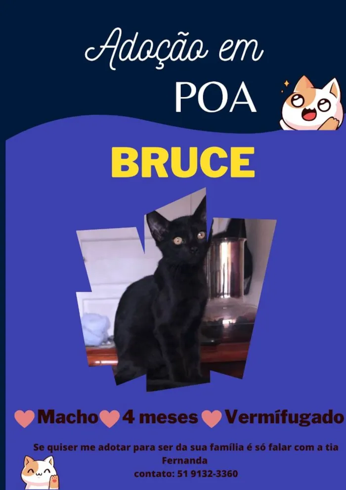 Gato ra a SRD-ViraLata idade 2 a 6 meses nome Bruce