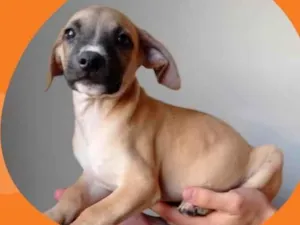 Cachorro raça SRD-ViraLata idade 2 a 6 meses nome Bolt