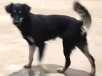 Cachorro raça SRD-ViraLata idade 1 ano nome Kiko