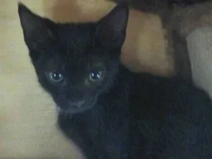 Gato raça SRD-ViraLata idade 2 a 6 meses nome Carla e Carlito