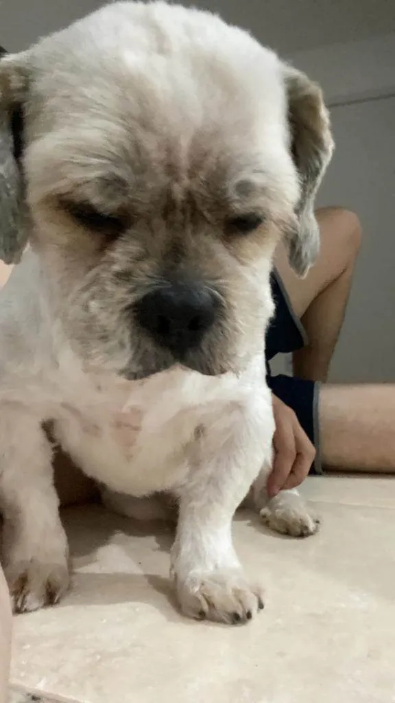 Cachorro ra a Lhasa idade 4 anos nome Thor