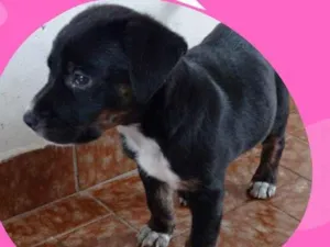 Cachorro raça SRD-ViraLata idade 2 a 6 meses nome Nina