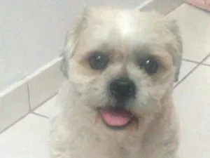 Cachorro raça Lhasa idade 4 anos nome Thor