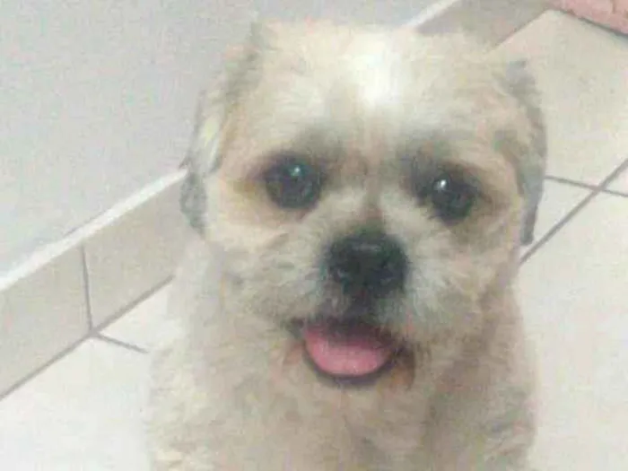 Cachorro ra a Lhasa idade 4 anos nome Thor