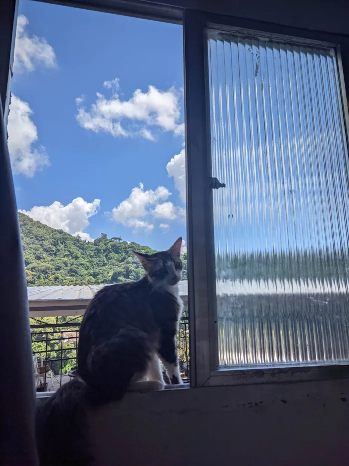Gato ra a Não sei dizer idade 1 ano nome Cleiton 