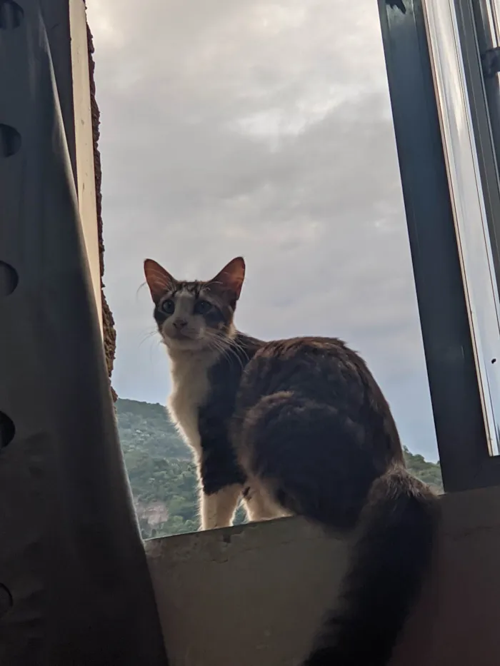 Gato ra a Não sei dizer idade 1 ano nome Cleiton 