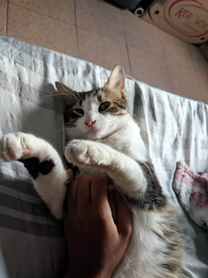 Gato ra a Não sei dizer idade 1 ano nome Cleiton 