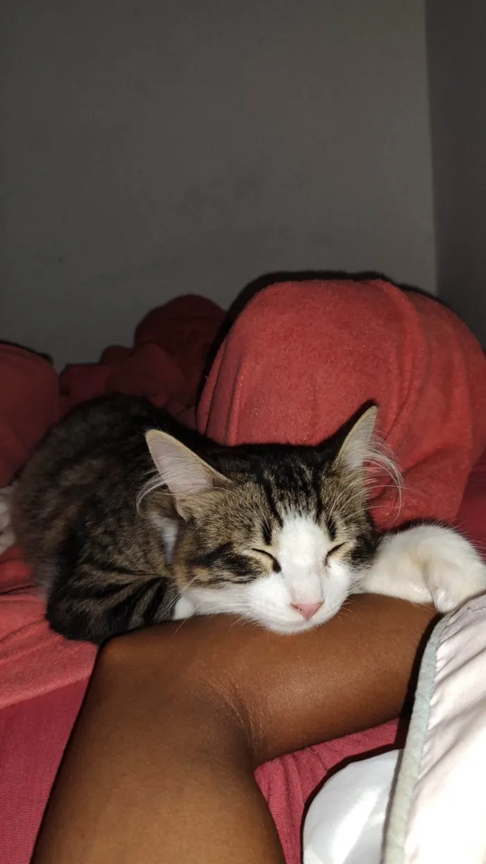 Gato ra a Não sei dizer idade 1 ano nome Cleiton 