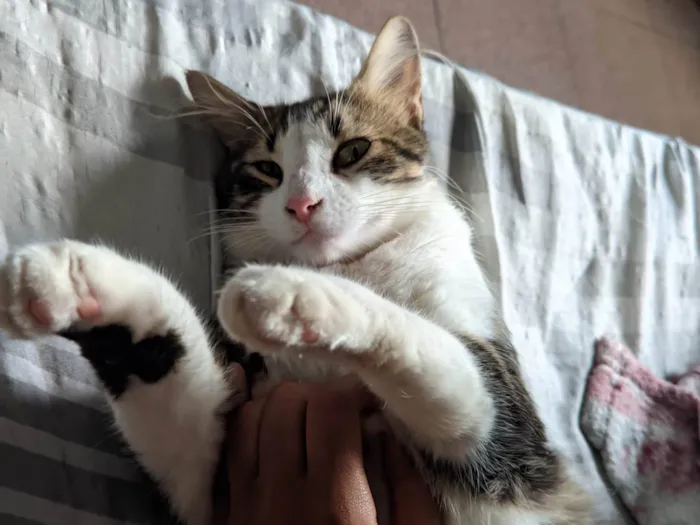 Gato ra a Não sei dizer idade 1 ano nome Cleiton 