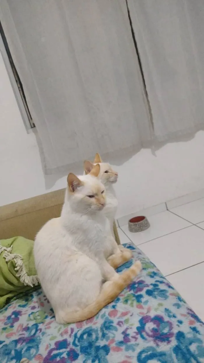 Gato raça Branco idade 1 ano nome Bernardes e Japa 