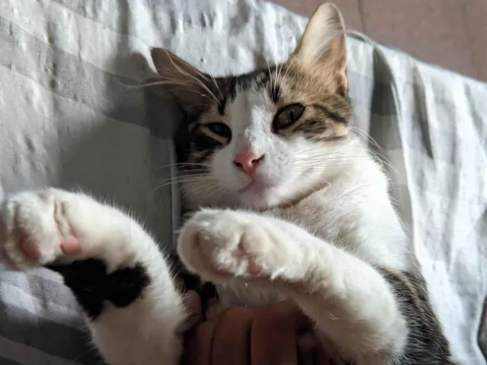 Gato ra a Não sei dizer idade 1 ano nome Cleiton 