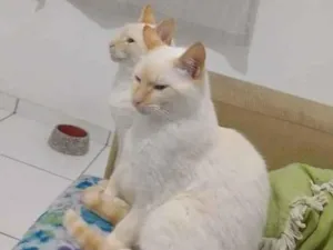 Gato raça Branco idade 1 ano nome Bernardes e Japa 