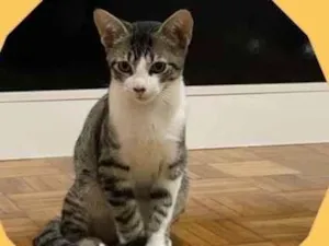 Gato raça SRD-ViraLata idade 2 a 6 meses nome Mano