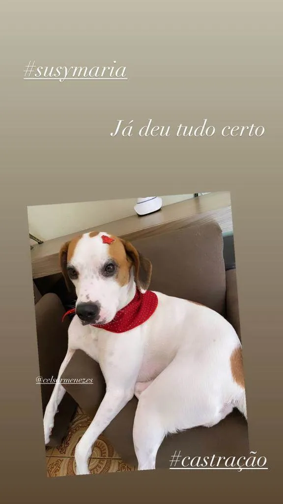 Cachorro ra a SRD-ViraLata idade 3 anos nome SUSY MARIA