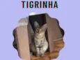 Tigrinha