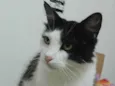 João