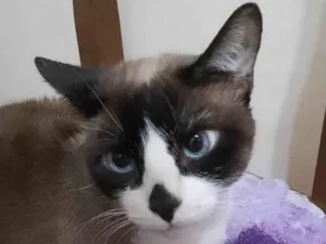 Gato raça SRD-ViraLata idade 2 a 6 meses nome Mimi