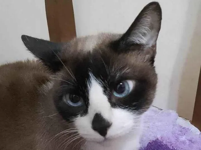 Gato ra a SRD-ViraLata idade 2 a 6 meses nome Mimi