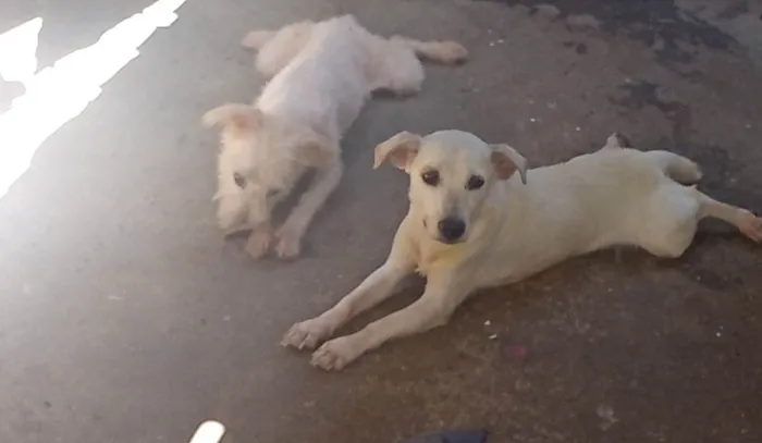 Cachorro ra a SRD-ViraLata idade  nome Belinha e branquinho