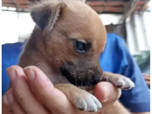 Cachorro raça SRD-ViraLata idade Abaixo de 2 meses nome Lola