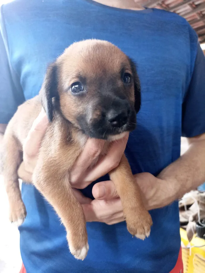 Cachorro ra a SRD-ViraLata idade Abaixo de 2 meses nome Beca