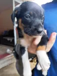 Juju