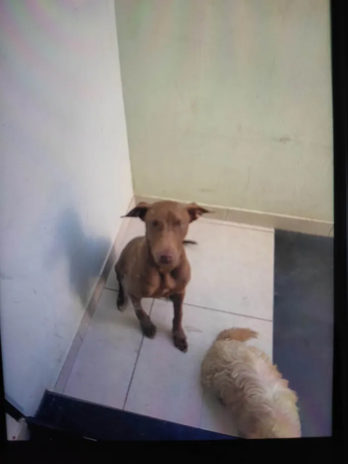 Cachorro raça SRD-ViraLata idade 7 a 11 meses nome Lua
