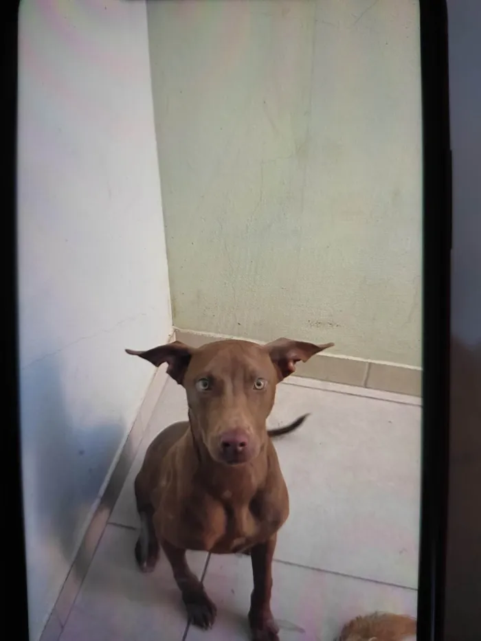 Cachorro raça SRD-ViraLata idade 7 a 11 meses nome Lua