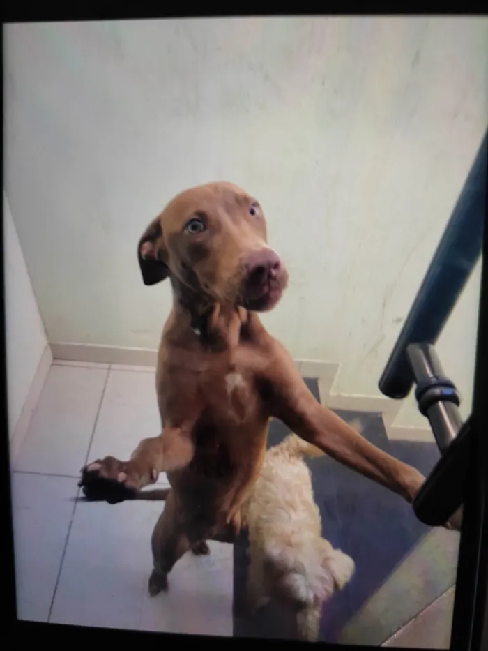 Cachorro raça SRD-ViraLata idade 7 a 11 meses nome Lua