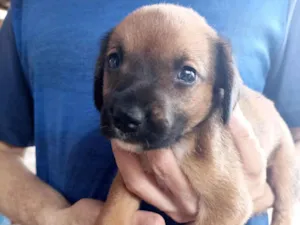 Cachorro raça SRD-ViraLata idade Abaixo de 2 meses nome Beca