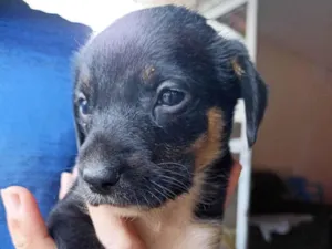 Gato raça SRD-ViraLata idade Abaixo de 2 meses nome Juju
