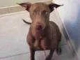 Lua