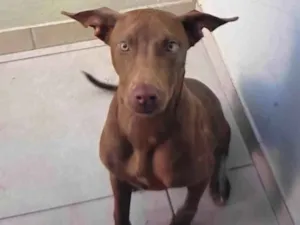 Cachorro raça SRD-ViraLata idade 7 a 11 meses nome Lua