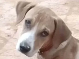 Cachorro raça Mestico  idade 7 a 11 meses nome Duque 