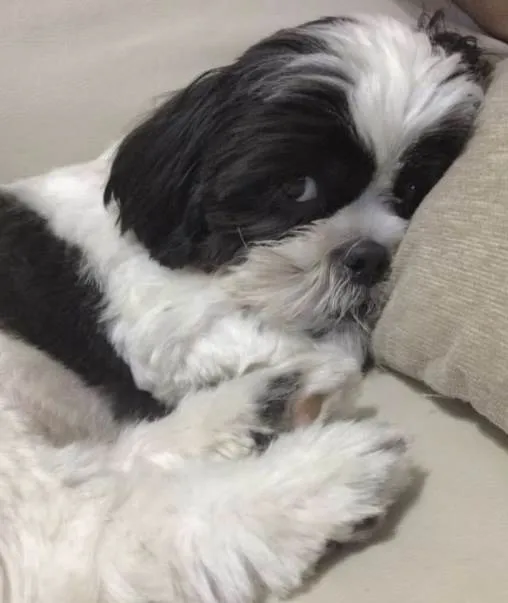 Cachorro ra a Shitzu idade 1 ano nome Bob 