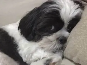 Cachorro raça Shitzu idade 1 ano nome Bob 