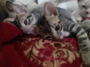 Gato raça SRD-ViraLata idade Abaixo de 2 meses nome Super Gêmeos 