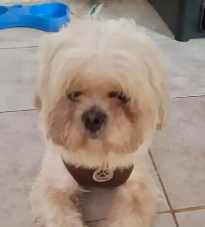 Cachorro ra a Shitzu idade 1 ano nome Theo 