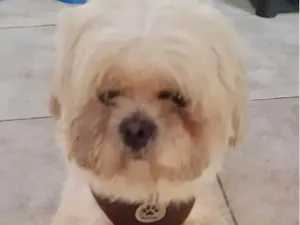 Cachorro raça Shitzu idade 1 ano nome Theo 