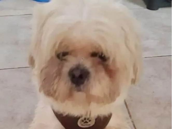 Cachorro ra a Shitzu idade 1 ano nome Theo 
