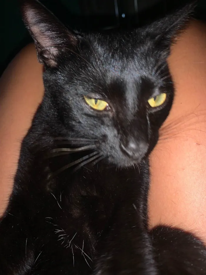 Gato ra a SRD-ViraLata idade 7 a 11 meses nome Loki